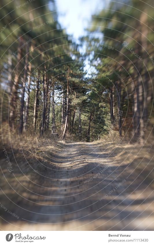 Es gibt Lenz, Baby! Umwelt Natur Pflanze Baum Gras Wald blau braun grau grün Fußweg Linse Tilt-Shift Tunnelblick Dynamik Richtung Geschwindigkeit