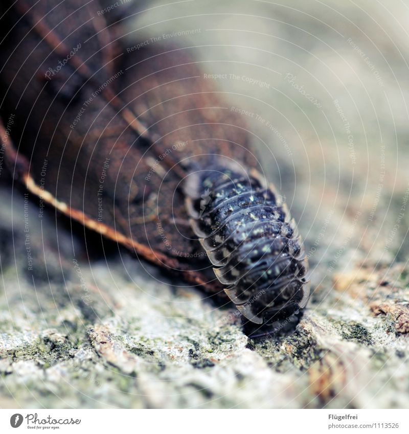 Panzertierchen 1 Tier krabbeln Insekt Kellerasseln Blatt Wald Holz Ast Farbfoto Außenaufnahme Textfreiraum oben Schwache Tiefenschärfe Tierporträt