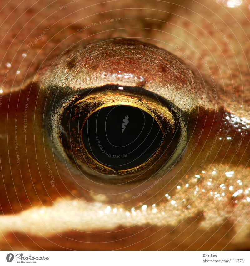 Augen(blick) 1 : Grasfrosch-Rana temporaria Lurch Tier hüpfen springen Wiese Feld Moorfrosch Unke Ekel Quaken braun Blick Allgäu Makroaufnahme Nahaufnahme Fluss