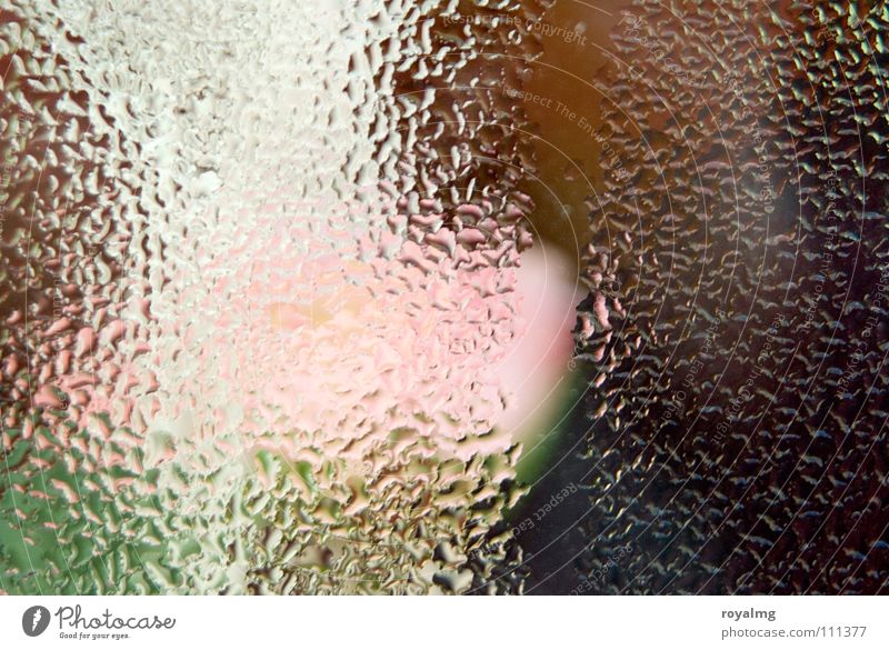 anti-fog rosa Beschläge Kondenswasser Glasscheibe Blume Blumenladen kondensieren Herbst Wasser Fensterscheibe draußen kalt innen warm