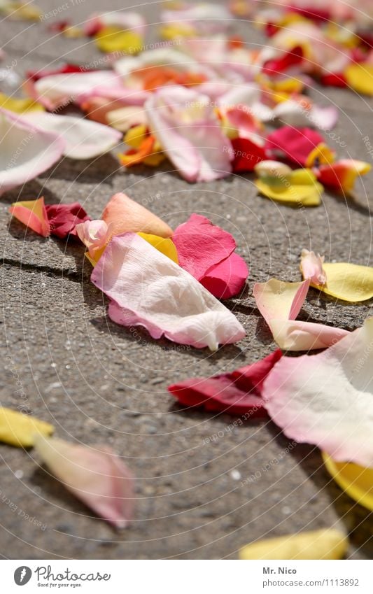 reste vom feste Lifestyle Freude Glück Hochzeit Pflanze Blume Blatt gelb rosa rot Romantik verteilen Bodenbelag Blütenblatt Hochzeitszeremonie Tradition