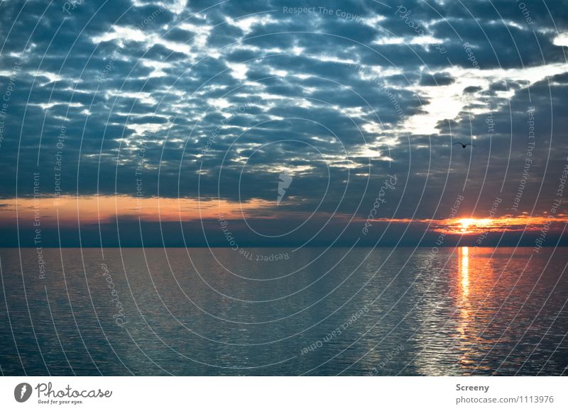 Bodensee Natur Landschaft Wasser Himmel Wolken Sonne Sonnenaufgang Sonnenuntergang Sommer Wellen See glänzend ruhig Horizont Farbfoto Außenaufnahme Menschenleer