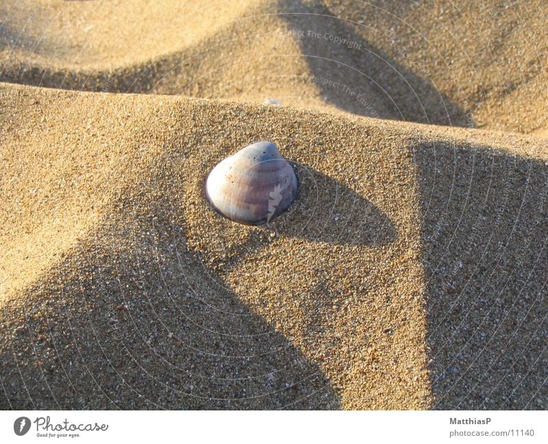 Stern im Sand Strand Muschel Meer See Sommer Küste muschl Stern (Symbol) Seestern Natur Sterne sternförmig Sternbild Muschelschale muscheln Muschelform