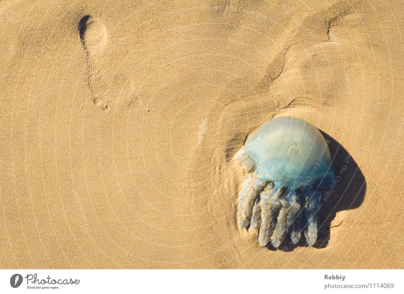 Schwibbelschwabbel II Natur Sand Küste Seeufer Strand Bucht Meer Pazifik Pazifikstrand Insel Qualle 1 Tier liegen blau Erholung Ferien & Urlaub & Reisen Tod