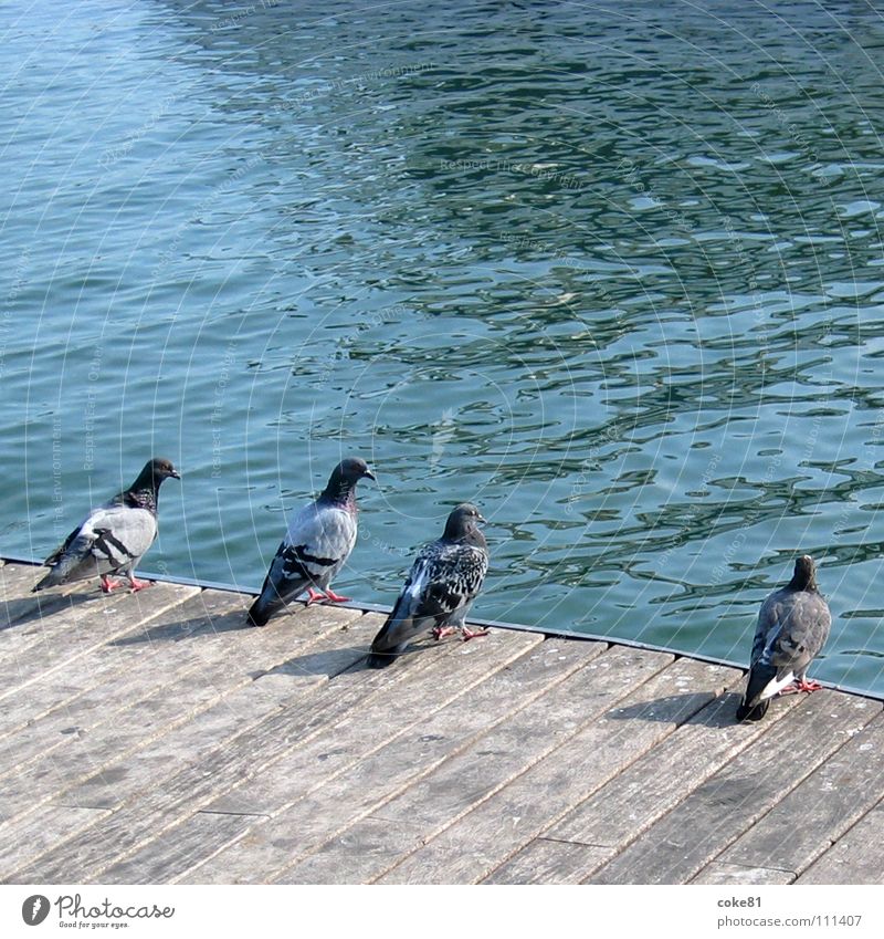 tauben_blau Vogel Taube Holz grau Meer Hafen