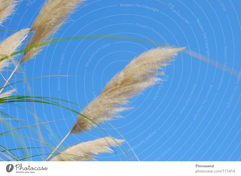 wollig Wolken himmelblau Luft Sauerstoff Horizont Unendlichkeit Watte weich Fernweh Ferne Flaum Wolle samtig fliegend Sommer grün weiß Wollgras Pflanze Blume