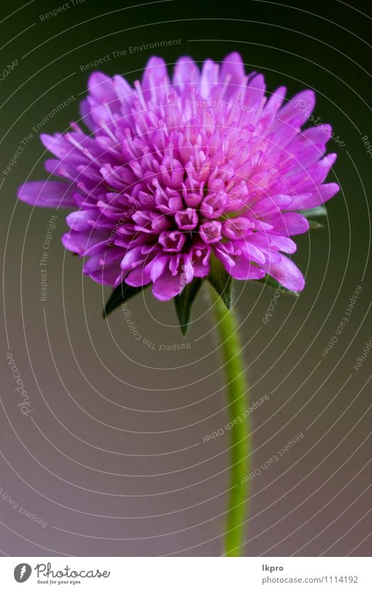 violette Blume Garten Natur Blatt Blühend braun grün rot schwarz Pollen Blütenstempel Blütenblatt Frühling Vorbau Nahaufnahme Makroaufnahme