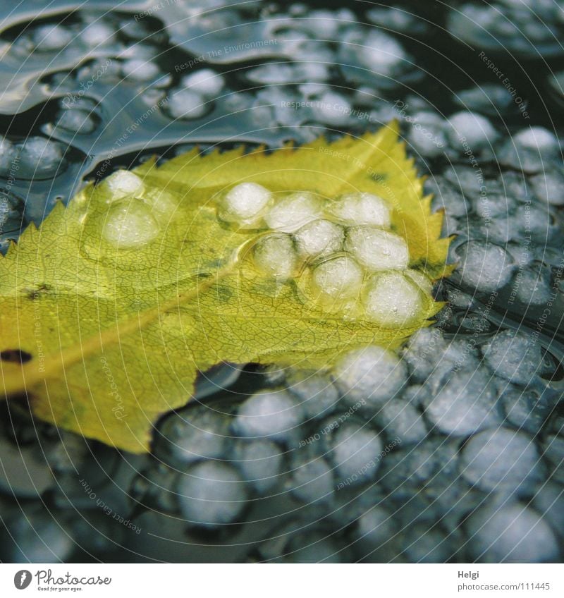 gelbes Blatt liegt in einer Pfütze mit Hagelkörnern Unwetter Herbst Sturm nass fallen Herbstfärbung Gefäße nebeneinander Zusammensein aufeinander Licht