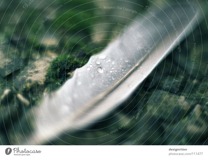 Novemberfeder Vogel Taube nass feucht verloren kalt ungemütlich Herbst schön Feder Wasser Regen Wassertropfen feather bird water rain wet lost cold Coolness