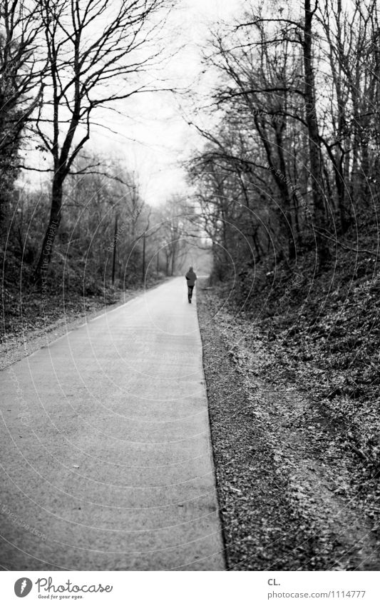 laufen Freizeit & Hobby Sport Joggen Mensch Erwachsene Leben 1 Baum Wald Verkehrswege Fußgänger Straße Wege & Pfade gehen ruhig Natur Perspektive Ziel Zukunft