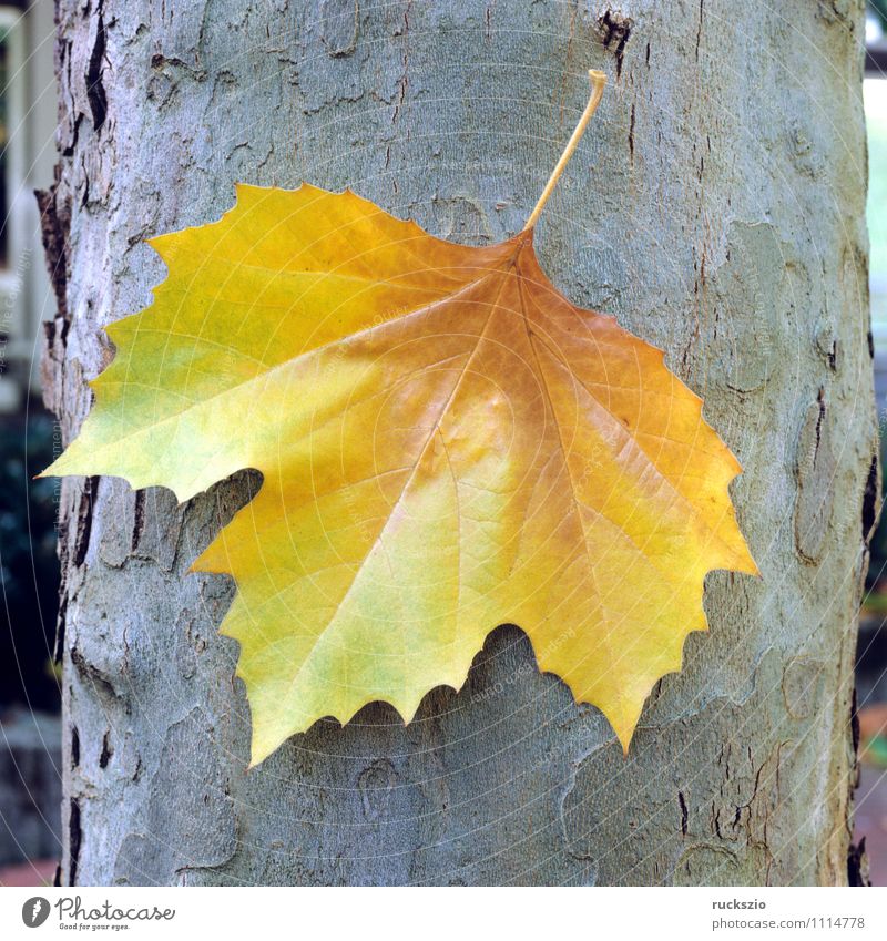 Platanenblatt; Herbst; Stamm; Baum Blatt Park Wald authentisch Platanus x hispanica Ahornblaettrige Gewoehnliche Platanenblaetter Laubbaum Nutzbaum Heimischer