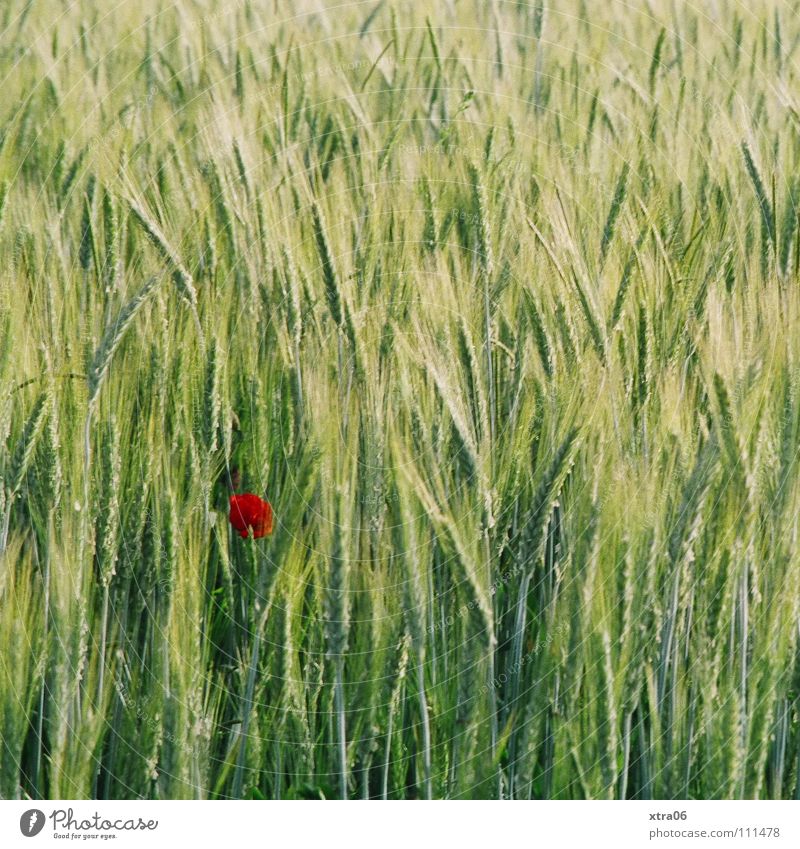 der mohn Mohn Wiese Frühling Sommer rot Einsamkeit grün Wind