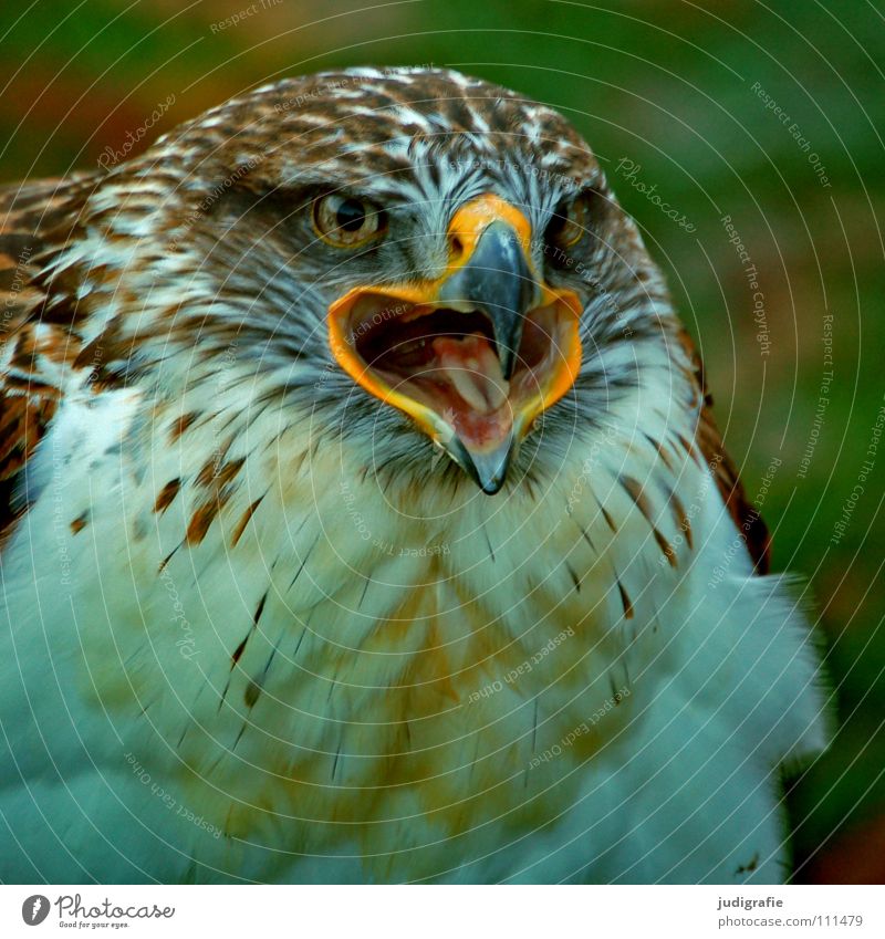 Adler Bussard Vogel Greifvogel Schnabel Feder Ornithologie Tier schön Farbe königsraufußbussard Stolz Blick