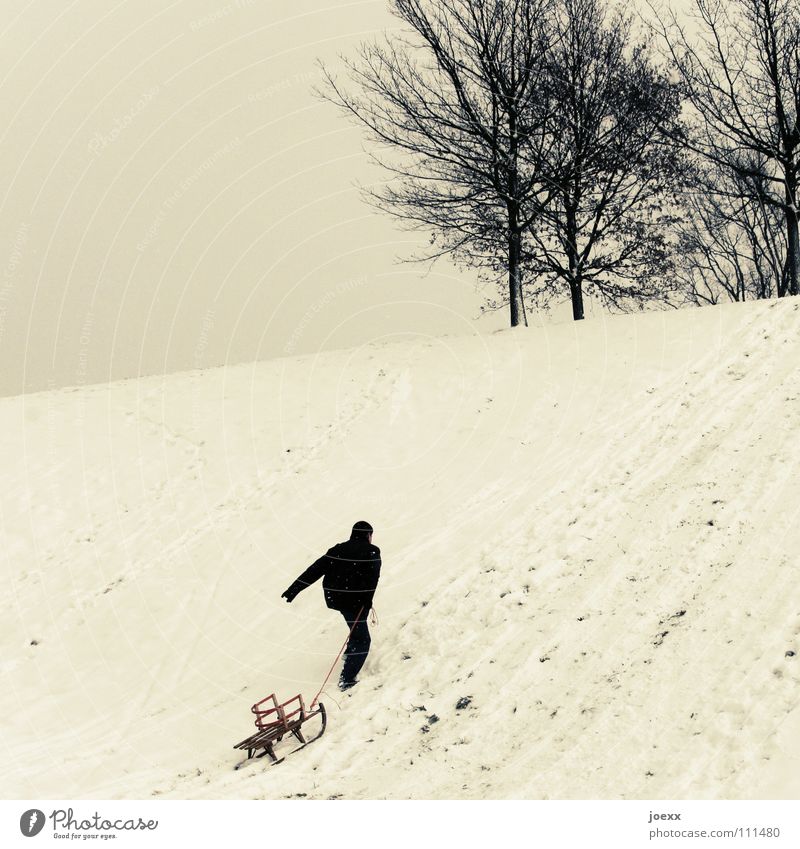 Der Bär groovt Baum aufwärts erobern durchbeißen Hügel kämpfen Mann Schlitten Rodeln Schnee Winter Spielen Erfolg holzschlitten kinderschlitten Freude ziehen