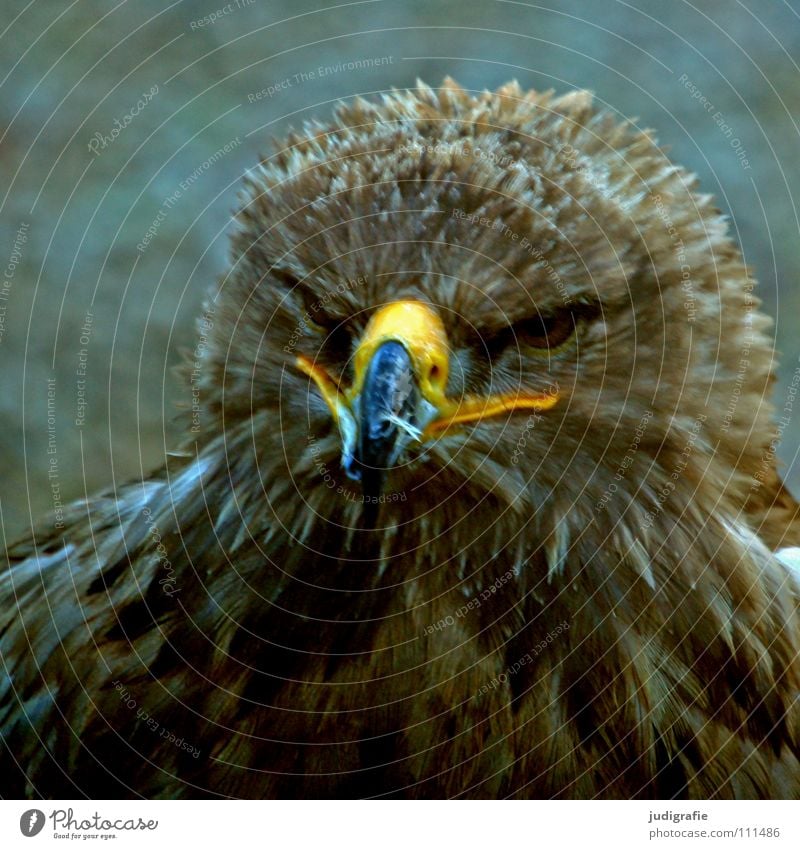 Adler Vogel Greifvogel Schnabel Feder Ornithologie Tier schön Farbe steppenadler Stolz Blick