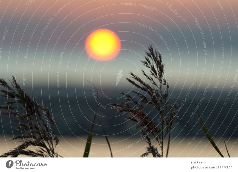 Sonnenuntergang, Gras, Schilf, Siluette, Abendrot, Meer Landschaft Wasser Wolken Nordsee Stimmung Schilfrohr Abenddämmerung Himmelskörper & Weltall Eindruck