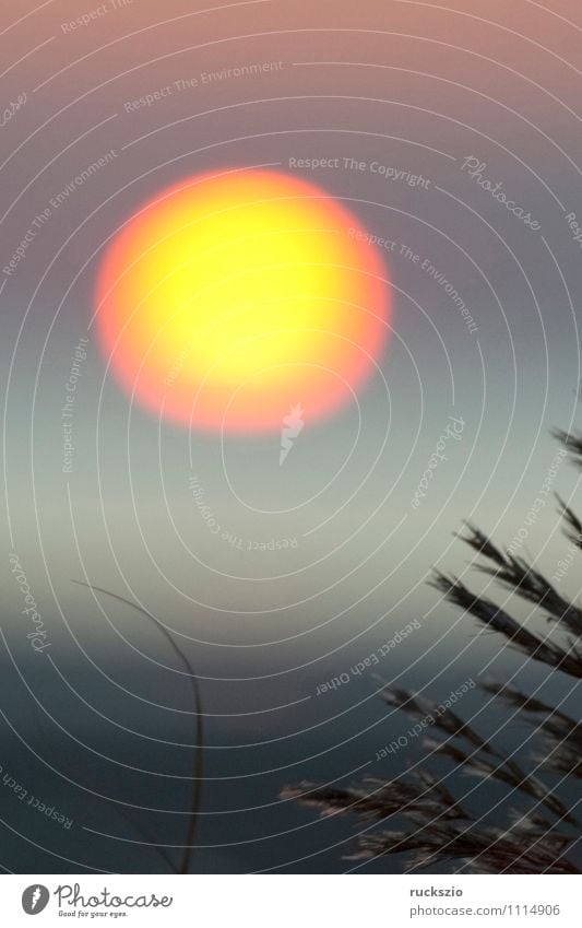 Sonnenuntergang, Gras, Schilf, Siluette, Abendrot, Strand Meer Landschaft Wasser Himmel Wolkenloser Himmel Sonnenaufgang Sonnenlicht Sommer Nordsee See gelb