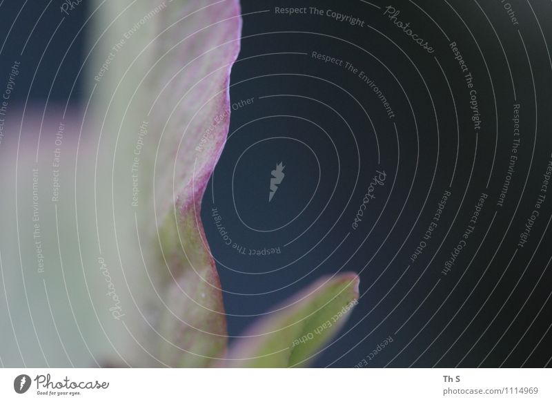 Blatt Natur Pflanze Frühling Bewegung Blühend ästhetisch authentisch einfach elegant natürlich Frühlingsgefühle Gelassenheit geduldig ruhig Farbe einzigartig