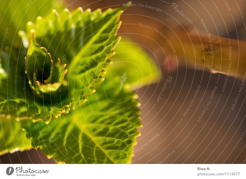 ErWachen Frühling Schönes Wetter Blatt leuchten Lebensfreude Frühlingsgefühle Beginn Hortensienblätter aufwachen gezackt Zweig Farbfoto Außenaufnahme