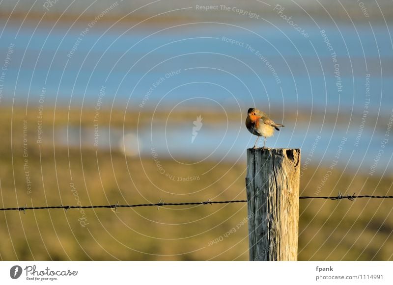 Unerwartete Zaunpfahlbesetzung Tier Wildtier Vogel "Rotkehlchen Singvogel" 1 "Draht Stacheldraht Zaun" Holz klein Farbfoto Außenaufnahme Tag Sonnenlicht