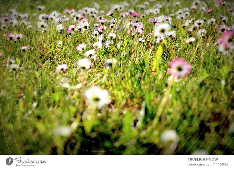 Gänseblümchen Natur Pflanze Erde Frühling Sommer Schönes Wetter Blume Gras Blatt Blüte Grünpflanze Wildpflanze Wiese authentisch Freundlichkeit Fröhlichkeit