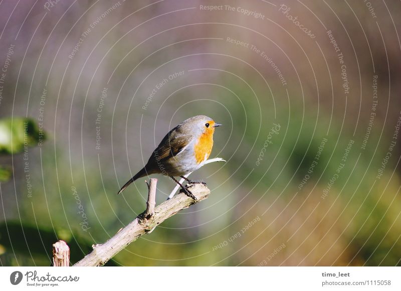 König des Gartens Vogel 1 Tier Macht Stolz erleben Natur Goldkehlchen Ast Farbfoto mehrfarbig Außenaufnahme Tag Sonnenlicht Starke Tiefenschärfe Tierporträt