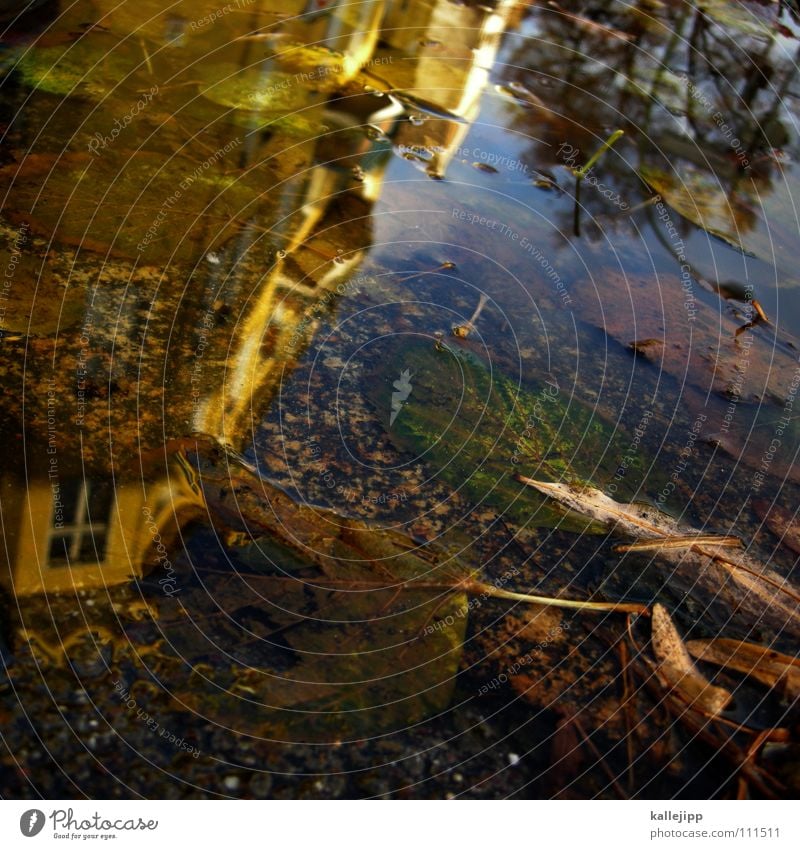 lecker creatures Pfütze Herbst Reflexion & Spiegelung Haus Wohnung Mieter Vermieter Blatt Baum laublos nass feucht grau schlechtes Wetter Tiefdruckgebiet tief