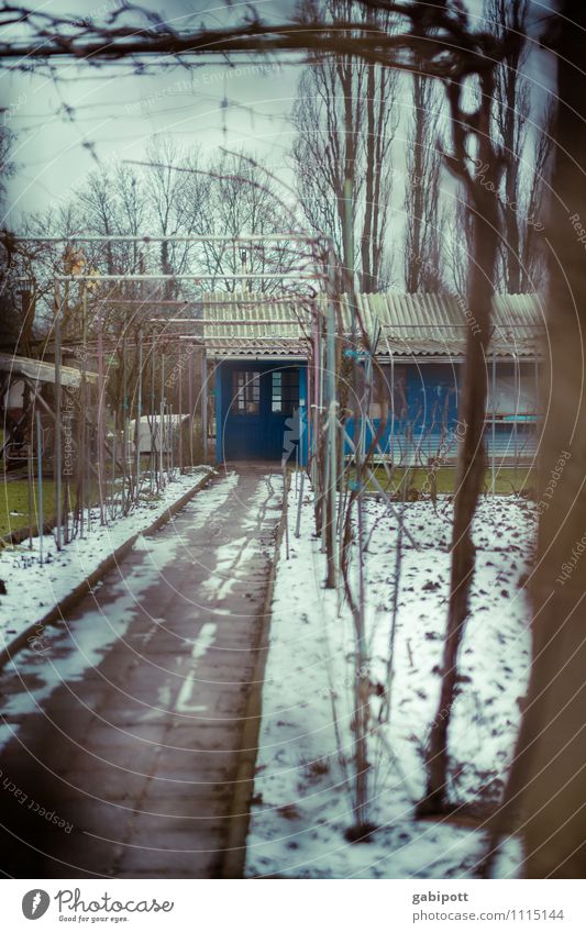 Winter ade Freizeit & Hobby Häusliches Leben Haus Garten Natur Erde schlechtes Wetter Pflanze Nutzpflanze Wiese Hütte Fenster Tür Schrebergarten warten blau