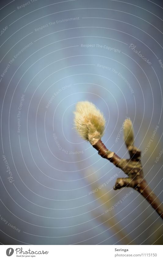 Zauber der Natur Pflanze Tier Sonnenlicht Frühling Baum Blume Sträucher Blüte Grünpflanze Garten Wiese Gefühle Stimmung schön träumen Farbfoto Nahaufnahme