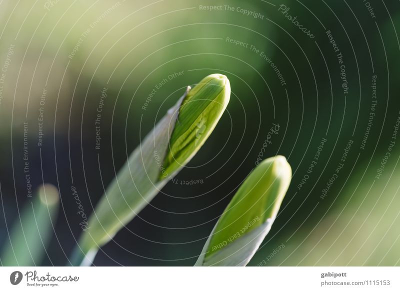 In Startposition Natur Pflanze Sonne Frühling Tulpe Blüte Narzissen Blühend Freundlichkeit Fröhlichkeit frisch grün Freude Lebensfreude Frühlingsgefühle