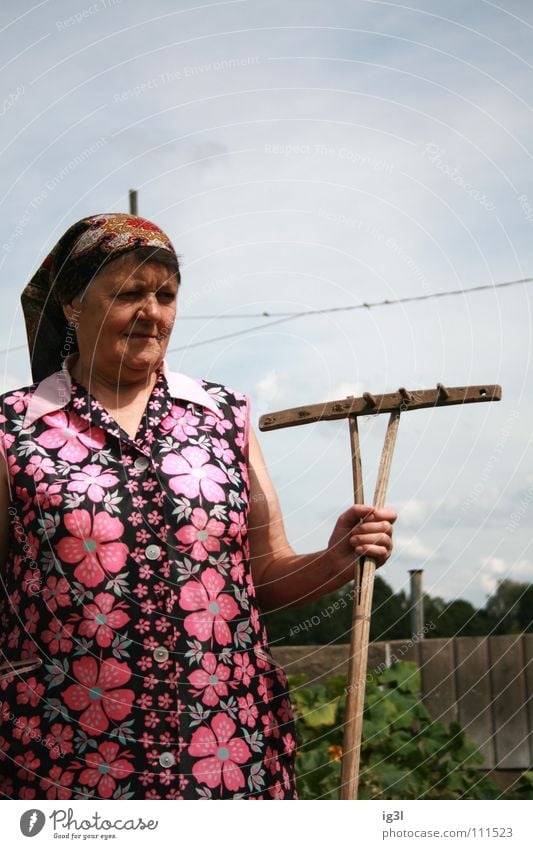 die zähne des rechen Frau Großmutter alt Wachstum Ruhestand Landwirt Bauernhof Tier Landwirtschaft Ernährung Zerealien Vitamin Gras Stroh trocken trocknen edel