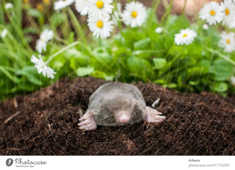 Maulwurf aus dem Loch Glück Gesicht Garten Natur Tier Erde Blume Gras Blüte Pelzmantel Lächeln lachen klein wild braun schwarz Leberfleck Maulwurfshügel