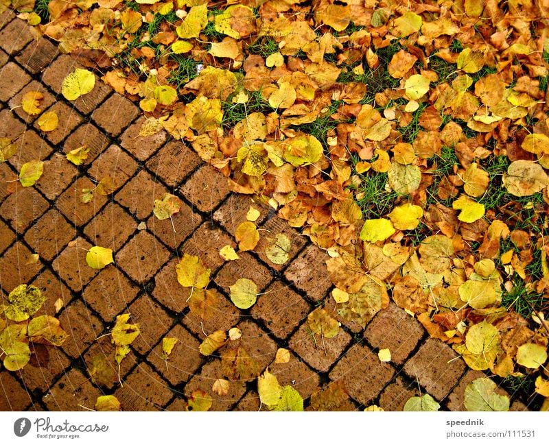 absteigende Diagonale gelb rot Herbst Blatt Park Kirchplatz Landschaftsformen Fuge Furche Dreieck Physik kalt Erntedankfest Jahreszeiten grün Wiese diagonal