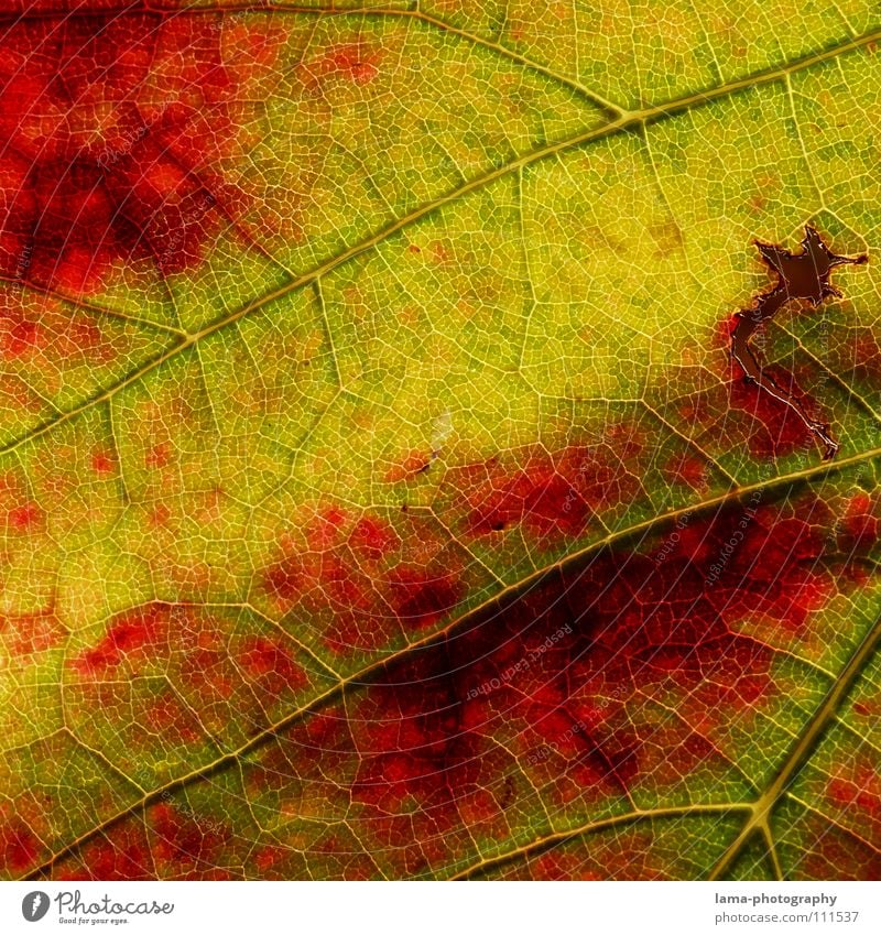 Herbstlicher Wein Leben Erholung ruhig Natur Blatt braun gelb grün rot Farbe Vergänglichkeit Arterien Membran Photosynthese zerfressen Herbstlaub Herbstfärbung