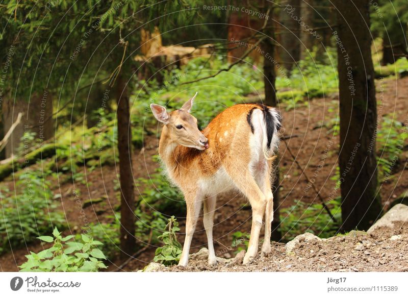 Reh Tier Wildtier 1 Reinigen kuschlig niedlich wild Zufriedenheit ruhig Freiheit Idylle Natur Schutz Säugetier Farbfoto Außenaufnahme Menschenleer Tag