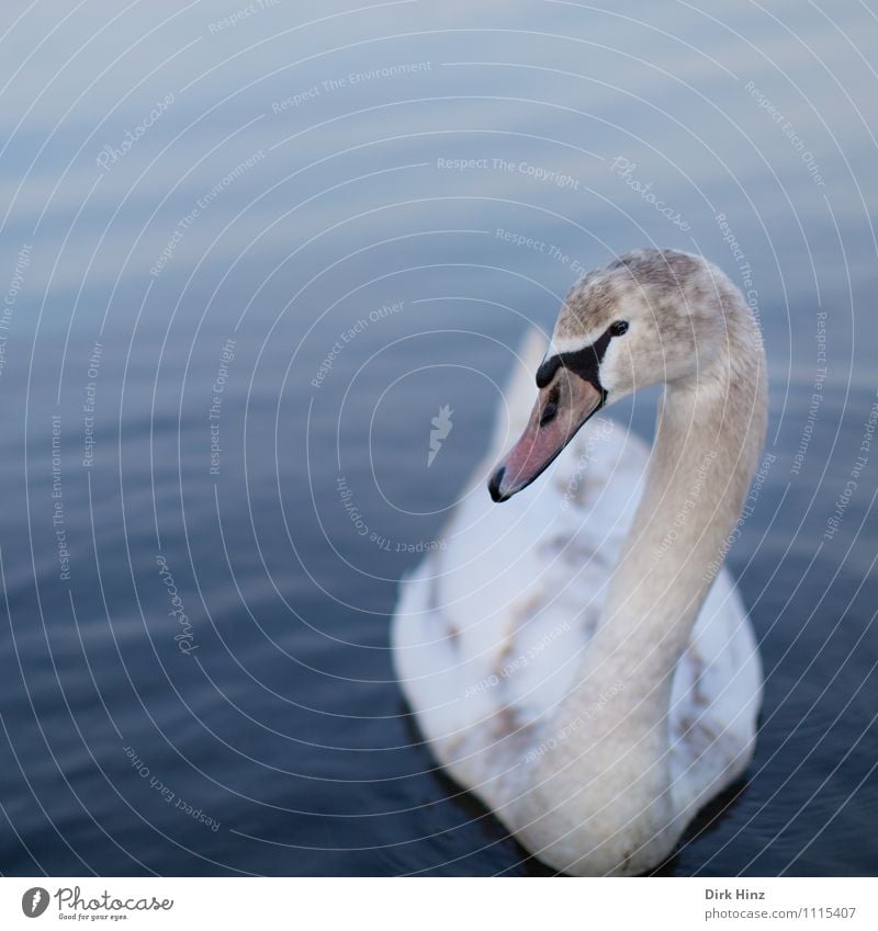 Mein lieber Schwan II Tier Wildtier Vogel 1 Tierjunges Neugier weich blau rosa weiß Wassertier nah Vertrauen Respekt tierisch Tierschutz Anmut Schnabel Hals