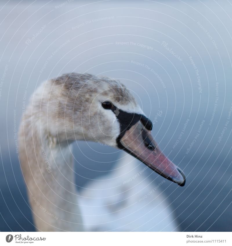 Mein lieber Schwan IX Tier Wildtier Tiergesicht 1 Tierjunges blau braun grau rosa weiß Vogel Neugier weich Wassertier nah Vertrauen Respekt tierisch Tierschutz