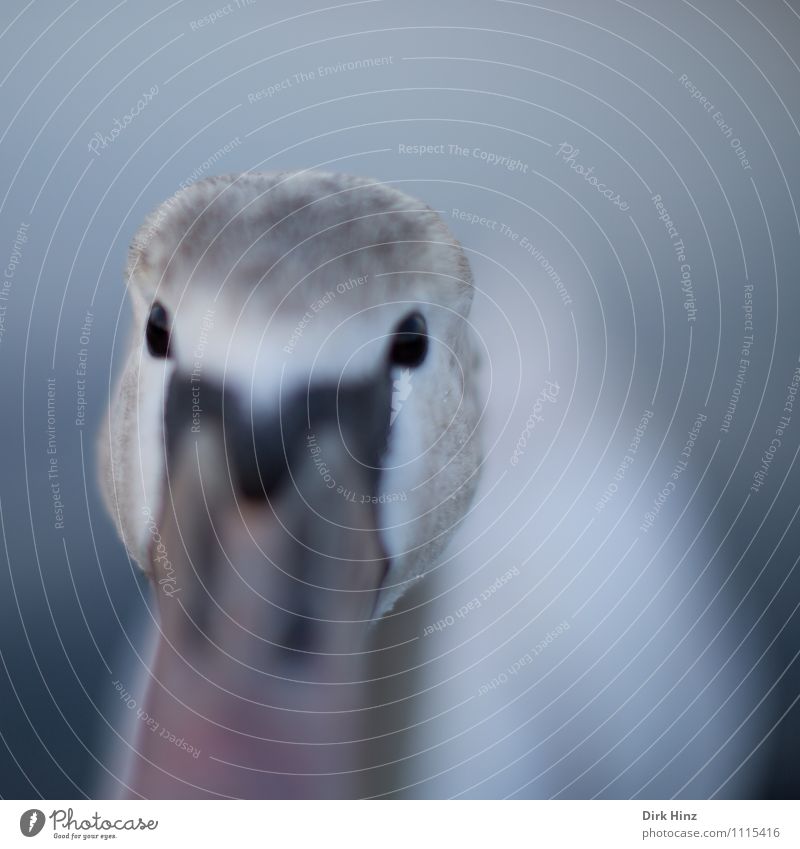 Mein lieber Schwan V Tier Wildtier Tiergesicht 1 Tierjunges grau rosa weiß Stimmung Mut Neugier Interesse Überraschung erleben Erwartung Gefühle Vogel weich