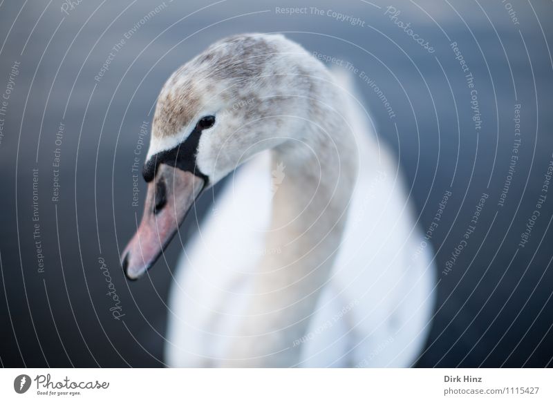 Mein lieber Schwan Wildtier 1 Tier Tierjunges blau rosa weiß Wassertier nah eng Vertrauen Respekt tierisch Tiergesicht Tierschutz Anmut Vogel Schnabel Feder