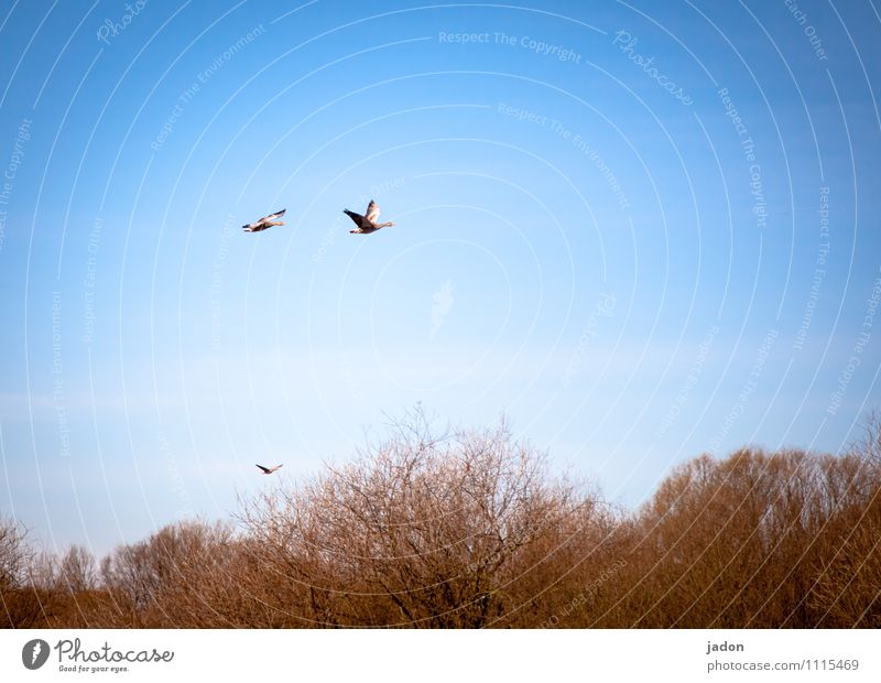 dreiergruppe. Landschaft Himmel Sonnenlicht Schönes Wetter Baum Sträucher Wildpflanze Luftverkehr Tier Vogel Gans Wildgans 3 fliegen sportlich blau schön