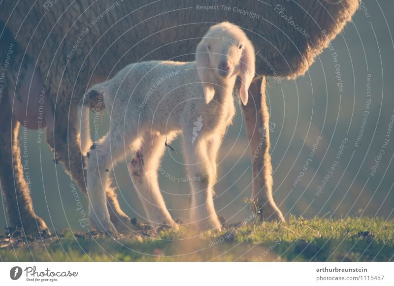 Weißes Lamm Sommer Natur Sonne Frühling Schönes Wetter Gras Wiese Tier Nutztier Fell Schaf 2 stehen authentisch kuschlig weich Neugier Freiheit Leben Farbfoto