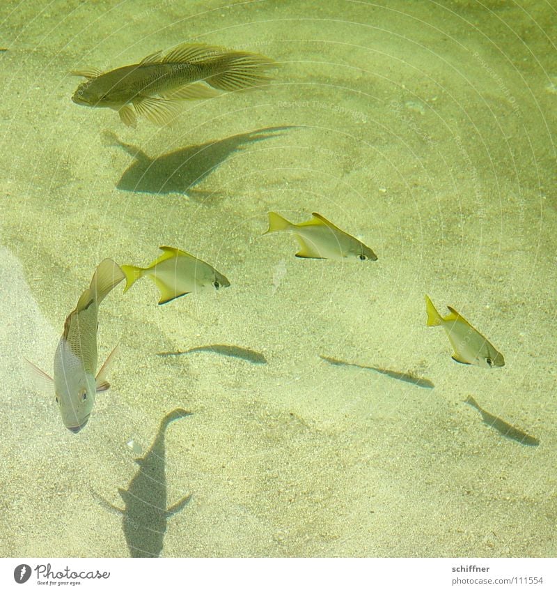 Unterwasserballett Schweben Meerwasser See Teich Nahrungssuche Fisch Wasser Süßwasser Schatten Sand Schwimmhilfe Futterjagd Schwimmen & Baden