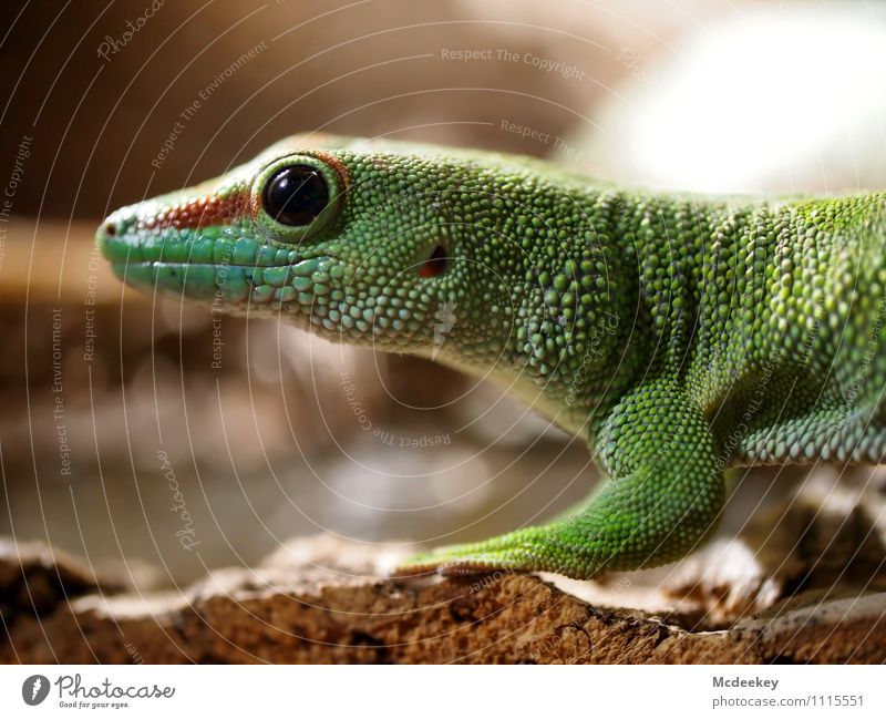 Stopp! Nicht bewegen! Umwelt Natur Frühling Schönes Wetter Tier Wildtier Zoo Streichelzoo Echsen Reptil Echsenauge 1 atmen genießen sitzen warten authentisch