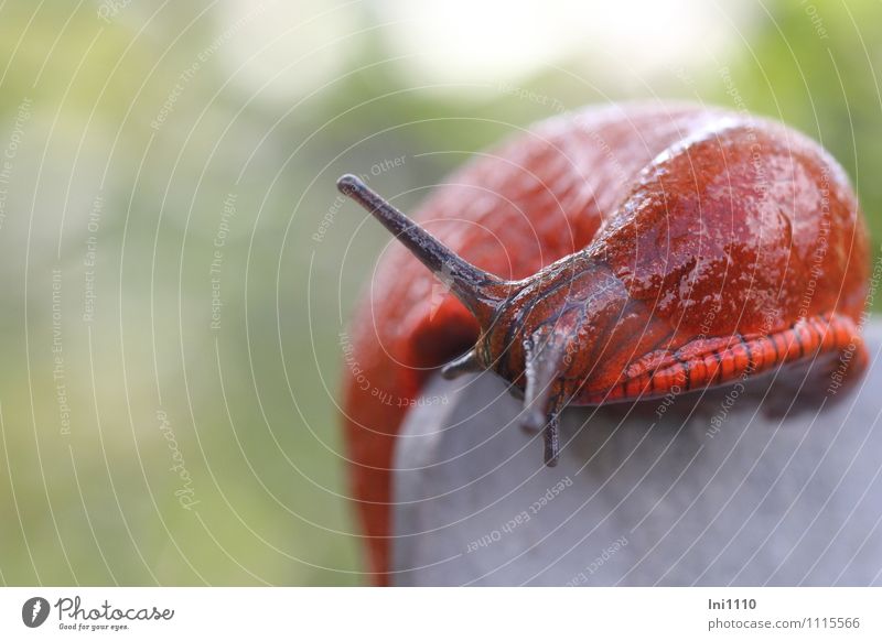 Spanische Wegschnecke Tier Sommer Schönes Wetter Garten Park Wiese Wald Hügel Wildtier Schnecke Arion lusitanicus 1 beobachten Bewegung fantastisch natürlich