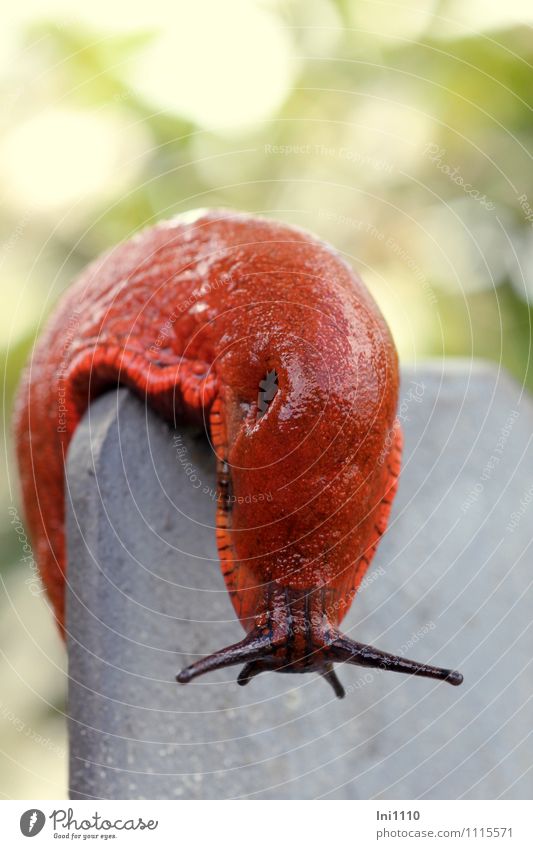 Spanische Wegschnecke Natur Tier Sommer Schönes Wetter Garten Park Wiese Wald Hügel Wildtier Schnecke Arion lusitanicus 1 beobachten Bewegung fantastisch