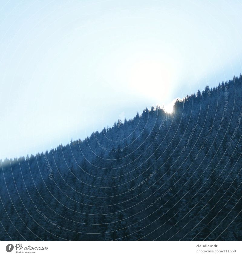 Blauer Wald Spielen Sonne Winter Berge u. Gebirge Nebel Hügel Treppe Traurigkeit dunkel hell kalt verrückt blau Hoffnung Überraschung Berghang Nadelwald