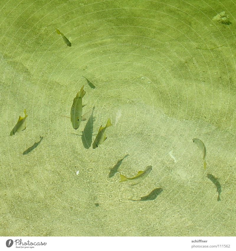 Unterwasserballett II Schweben Meerwasser See Teich Nahrungssuche Fisch Wasser Süßwasser Schatten Sand Schwimmhilfe Futterjagd Schwimmen & Baden