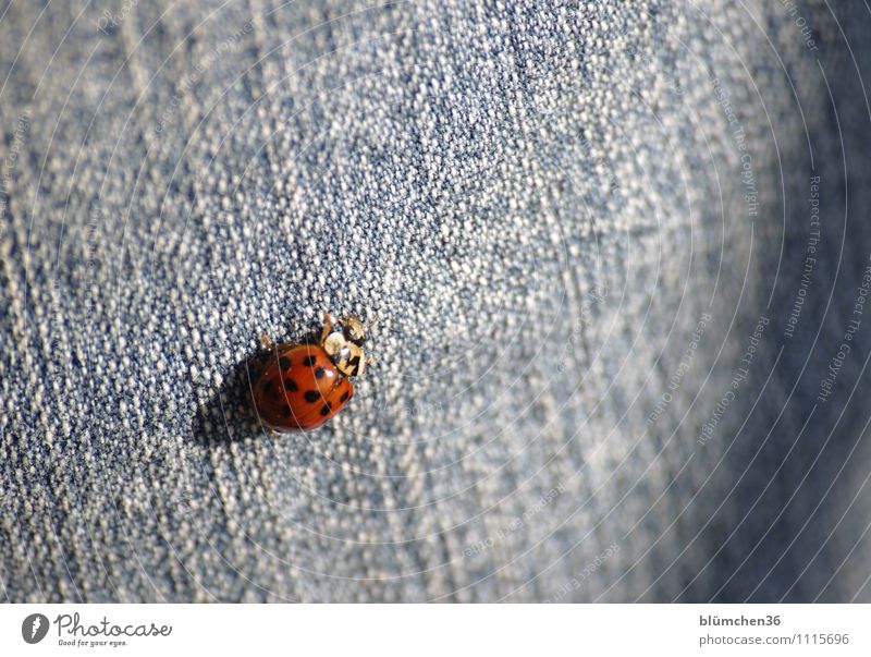 Das Glück ist überall!!! Tier Nutztier Käfer Flügel Marienkäfer krabbeln laufen sitzen Freundlichkeit schön klein natürlich rund Punkt rot Jeanshose