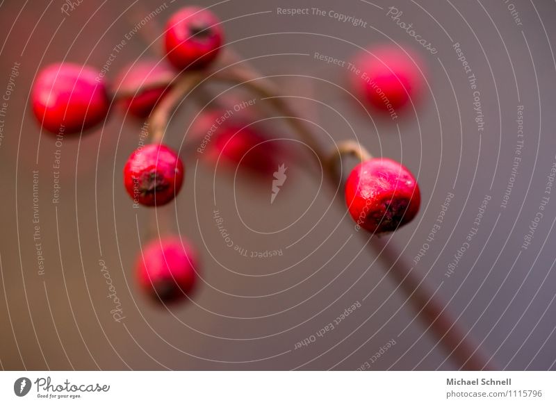 Weißdorn: Früchte Umwelt Natur Pflanze Frucht Weissdorn schön natürlich rund rot Begierde Farbfoto Außenaufnahme Nahaufnahme Makroaufnahme