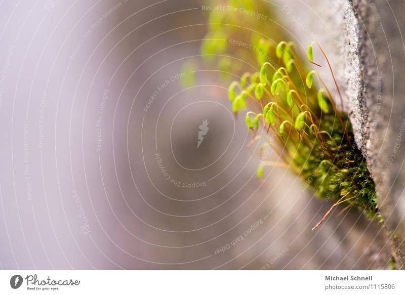 Moos an Mauer Umwelt Natur Pflanze Sporenkapseln frisch Gesundheit klein natürlich neu niedlich positiv saftig Zufriedenheit Frühlingsgefühle Willensstärke Mut